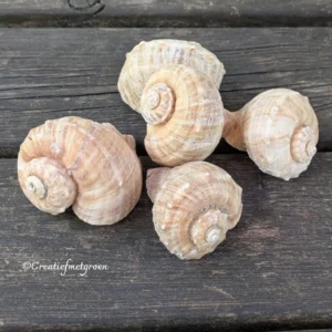 Schelpen